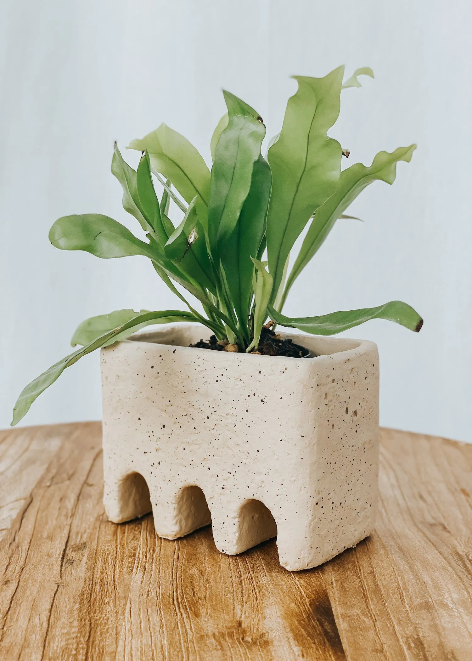 Babel Cement Pot - Natural